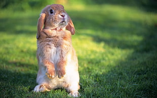 beige short-coated rabbit